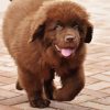 Brown Newfie Puppy Diamond Painting