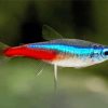 Cardinal Neon Tetra Diamond Painting