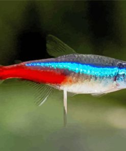 Cardinal Neon Tetra Diamond Painting