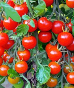 Cherry Tomatoes Diamond Painting