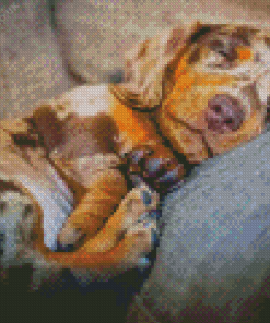 Dapple Dachshund Diamond Painting