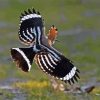 Flying Hoopoe Bird Diamond Painting