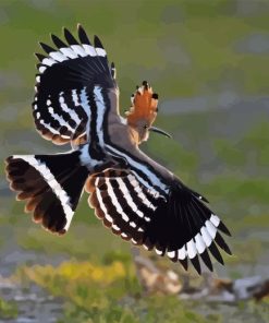 Flying Hoopoe Bird Diamond Painting