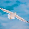 Flying White Seagull Diamond Painting