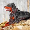 Gordon Setter Dog Diamond Painting