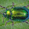 Green Beetle Bug Diamond Painting