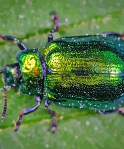 Green Beetle Bug Diamond Painting