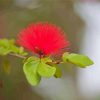 Honey Bee In Pohutukawa Diamond Painting