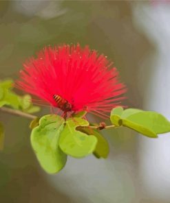 Honey Bee In Pohutukawa Diamond Painting