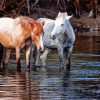 Horses In River Diamond Painting