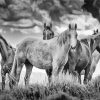 Horses In The Wild Diamond Painting