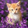 Kitten With Purple Flowers Diamond Painting