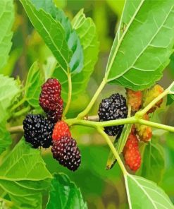 Mulberry Plant Diamond Painting