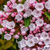 Pink Mountain Laurel Diamond Painting