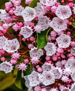 Pink Mountain Laurel Diamond Painting