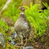 Ptarmigan Diamond Painting