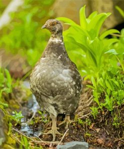 Ptarmigan Diamond Painting