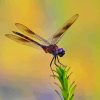 Purple Dragonfly Diamond Painting