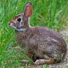 Rabbit Cottontail Diamond Painting