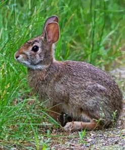 Rabbit Cottontail Diamond Painting