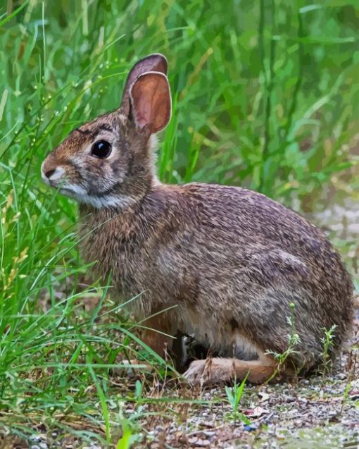 Rabbit Cottontail Diamond Painting