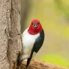 Red Headed Woodpecker Diamond Painting