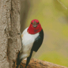 Red Headed Woodpecker Diamond Painting