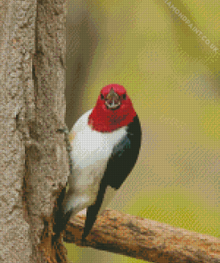 Red Headed Woodpecker Diamond Painting