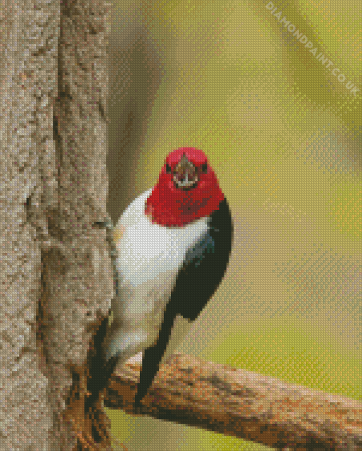 Red Headed Woodpecker Diamond Painting