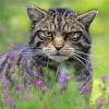 Scottish Wildcat Diamond Painting