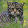 Scottish Wildcat Diamond Painting