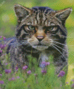 Scottish Wildcat Diamond Painting