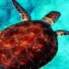 Sea Red Turtle Diamond Painting