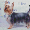 Silky Terrier Diamond Painting