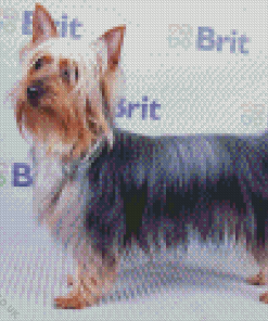 Silky Terrier Diamond Painting