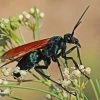 Tarantula Hawk Spider Diamond Painting