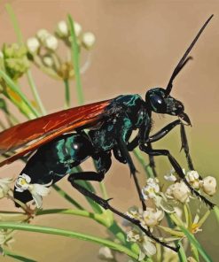 Tarantula Hawk Spider Diamond Painting