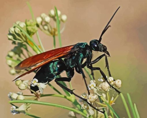 Tarantula Hawk Spider Diamond Painting