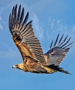 Wedge Tailed Eagle Diamond Painting