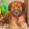 Wheaten Terrier Puppy Diamond Painting