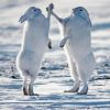 White Fighting Hares Diamond Painting