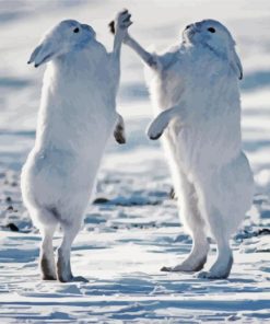 White Fighting Hares Diamond Painting