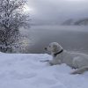 White Golden Retriever Diamond Painting