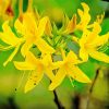 Yellow Azalea Plant Diamond Painting