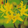 Yellow Azalea Plant Diamond Painting