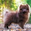 Chocolate Pomeranian Diamond Painting