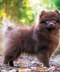 Chocolate Pomeranian Diamond Painting