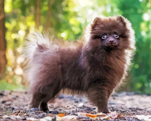 Chocolate Pomeranian Diamond Painting