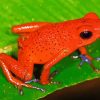 Dart Frogs Diamond Painting