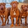 Dogue De Bordeaux Diamond Painting